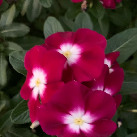 Meet your Posher, Christine - Picture 2 of 2